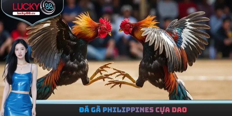 Đá gà Philippines cựa dao